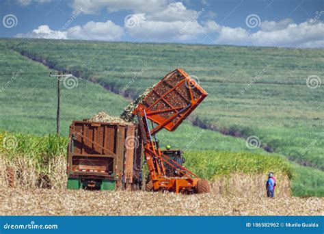 Machine Harvesting Sugar Cane Plantation Editorial Photography - Image of harvesting, crop ...