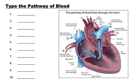 Solved Type the Pathway of Blood The pathway of blood flow | Chegg.com