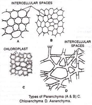 Parenchyma: Different types, Structure and Function | Plant Science 4 U