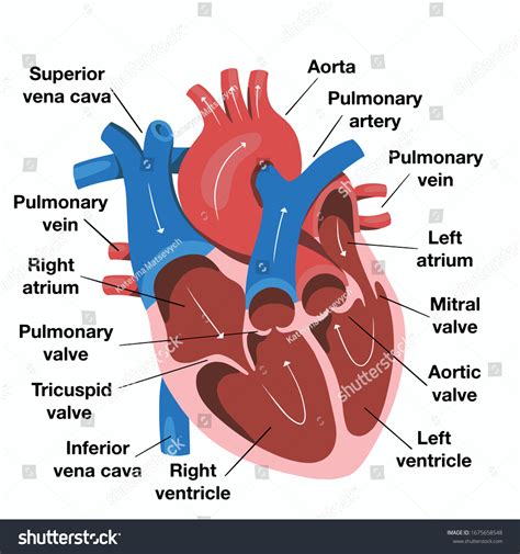 Simple Human Heart Diagram For Kids