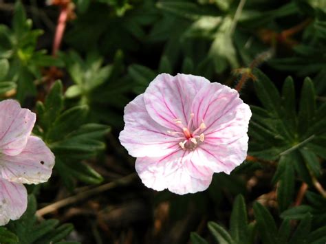 Varieties of True Geraniums and Tips for Growing Them