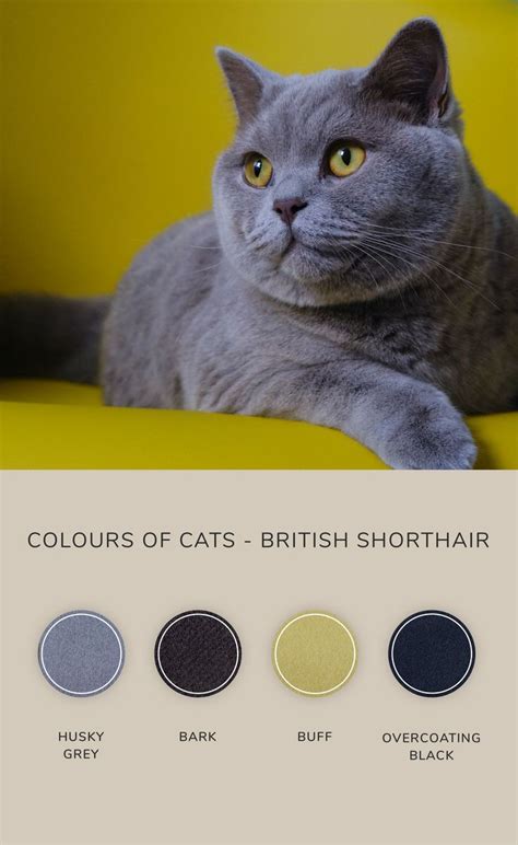 Colours of Cats - British Shorthair | British shorthair, Cats, Colours