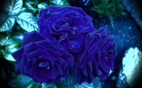 Free Blue Rose Wallpapers - Wallpaper Cave