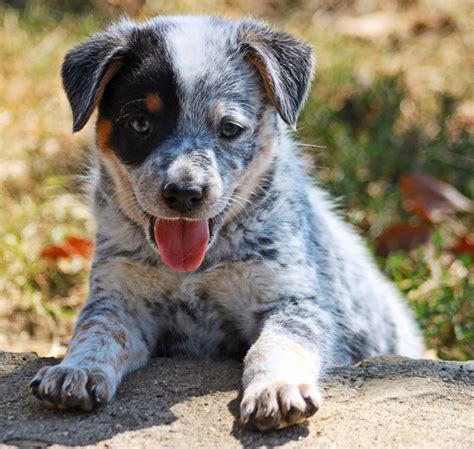 "Blue" the Australian Blue Heeler pup | Puppies, Heeler puppies, Dog photos