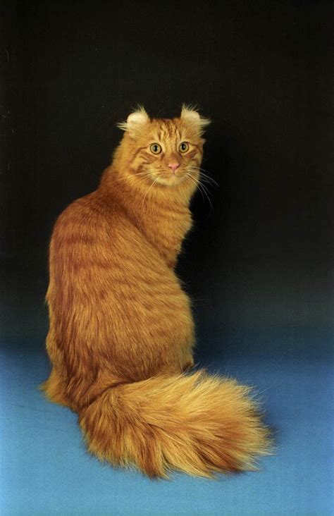 American Curl – cat with unusual ears | DinoAnimals.com