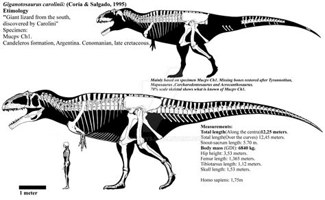 Giganotosaurus Size Comparison