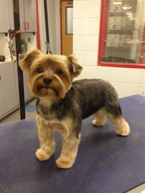 Male Yorkie Poo Haircuts Styles Pictures - Draw-metro