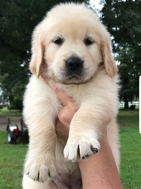 Golden Retriever Puppies For Sale | Pottstown, PA #283375