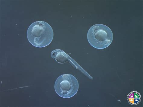 Zebrafish Embryo