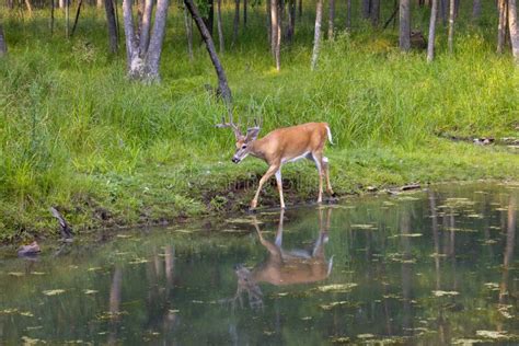 Deer with reflection stock photo. Image of beautiful - 238897544