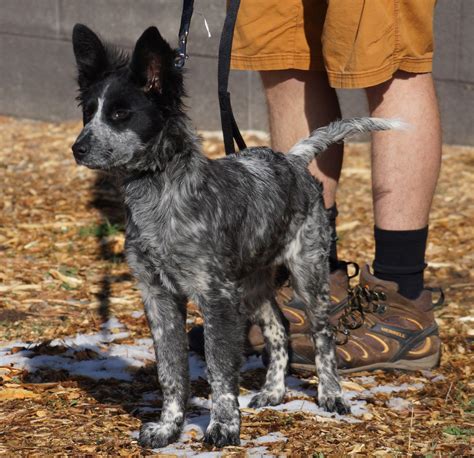 Meet Maizey, a Blue Heeler mix whose owner is looking to develop her into an adventure dog that ...