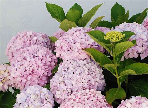 HYDRANGEA - Popular ornamental plants | kinds of ornamental plants