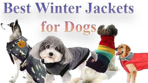 Best Winter Jackets For Dogs in India| 2024