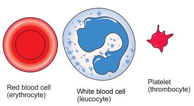 # 74 Blood cells - structure and functions | Biology Notes for IGCSE 2014