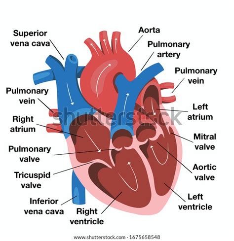 Hand Drawn Illustration Human Heart Anatomy Stock Vector (Royalty Free) 1675658548 | Shutterstock