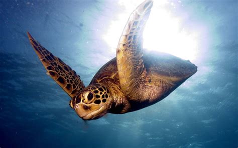 Download Wallpaper 3840x2400 Barrier reef, Sea, Swim, Turtle Ultra HD 4K HD Background | Seni