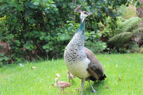 How to Get Started with Raising Peafowl - Southeast AgNET