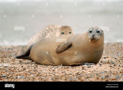 Seals on Blakeney Point, Norfolk Stock Photo - Alamy