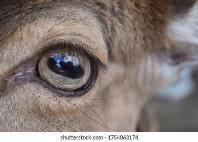 Reflection Eyes Deer Animal Park Bretten Stock Photo 1754063174 | Shutterstock