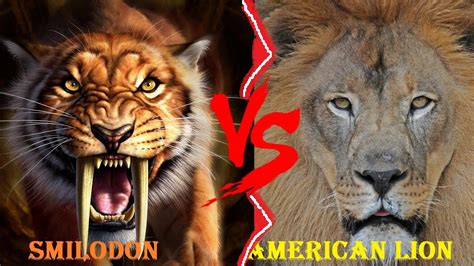 American Lion Vs Smilodon