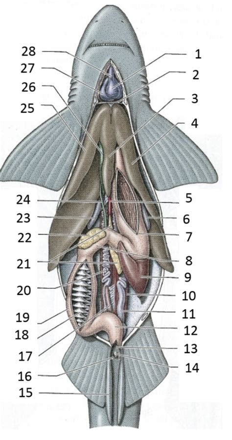 internal anatomy of dogfish shark Diagram | Quizlet