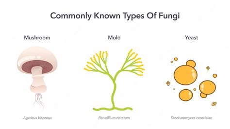 Premium Vector | Commonly known types of fungi science vector illustration