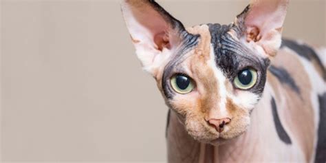 Sphynx Cat Breed: Size, Appearance & Personality