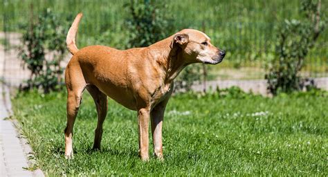 Golden Retriever Terrier Mix Facts and Breeds - Dog Dwell