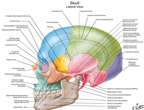 Dentistry lectures for MFDS/MJDF/NBDE/ORE: Diagrams Of Anatomy Of Skull With Radiographic Land Marks