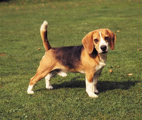 Beagle | Overview, Description, Temperament, & Facts | Britannica