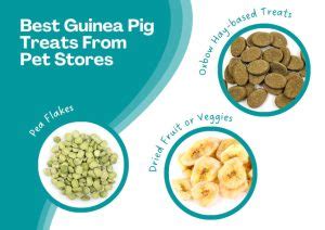 Best Healthy Guinea Pig Treats and Snacks (& What to Avoid)