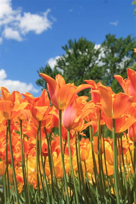 Photo: Blue Skies and Brilliant Tulips - Andy Arthur.org