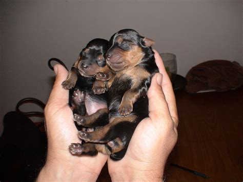 newborn yorkie puppies being born - Santo Millard