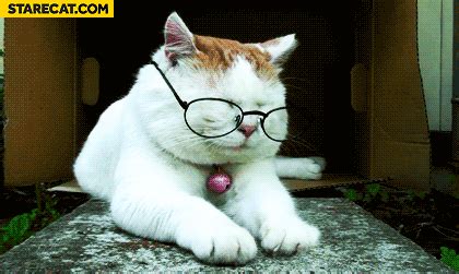 Cat wearing glasses | StareCat.com