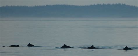 Harbour Porpoise — Porpoise Conservation Society