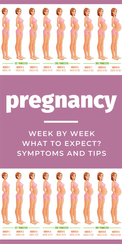 week by week pregnancy, symptoms, tips, advice, guide, 1st trimester, 2nd trimester, 3rd ...