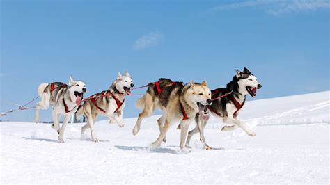 🔥 Download Dog Sledding Wallpaper High Quality by @patrickh | Sledding Wallpapers, Sledding ...