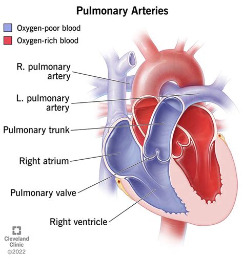 Pulmonary Valve