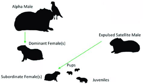 Life Cycle Of A Capybara