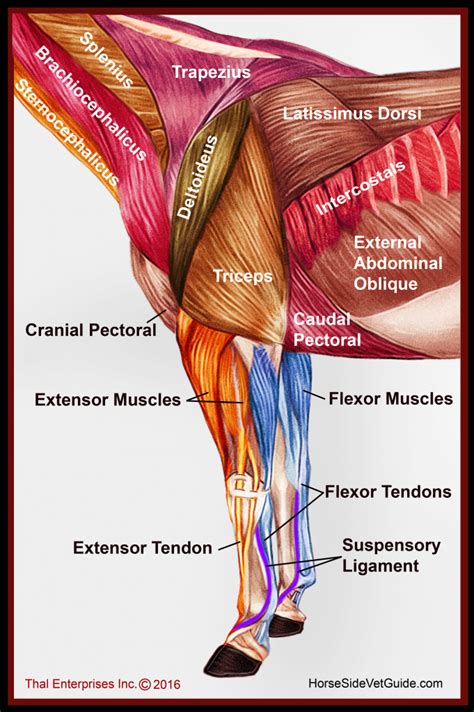 Vitals & Anatomy - Horse Side Vet Guide