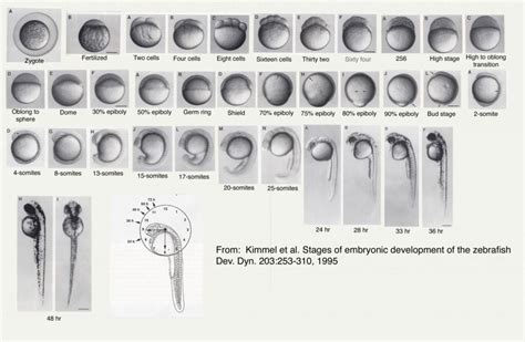 Zebrafish Development- Different Stages and Process