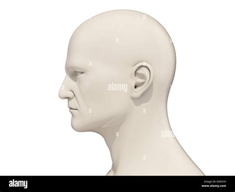 Human head side view isolated on a white background Stock Photo - Alamy