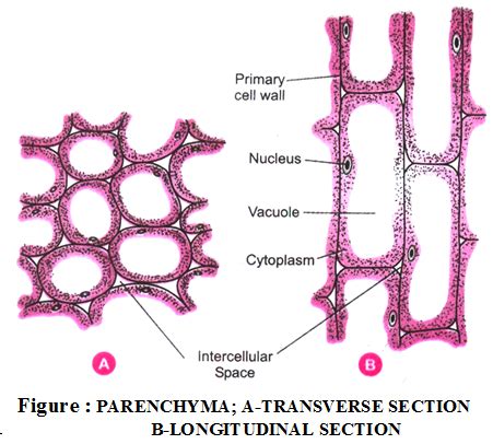 Parenchyma Labelled Diagram