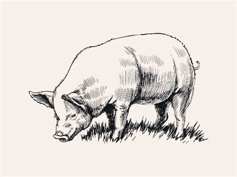 How to Draw a Pig – 10 Steps & Some Tips & Techniques – Craftwhack