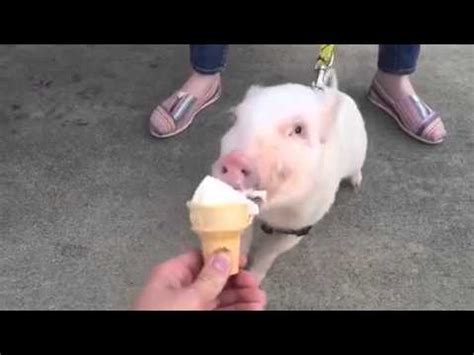 Cute Teacup Pigs Eating Ice Cream