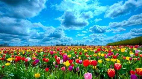 Flower Farm Wallpapers - Wallpaper Cave