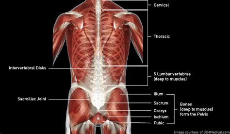 Lower Back Muscles Chart List Of Skeletal Muscles Of The Human Body | Images and Photos finder