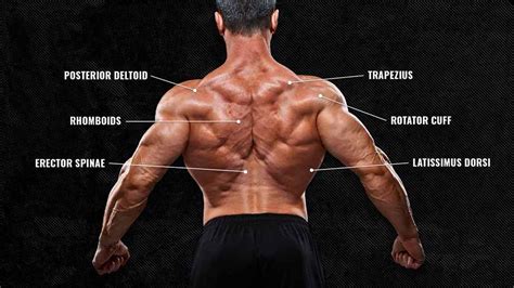 The Anatomy of Your Back Muscles, Explained (and How to Train Them) | BarBend