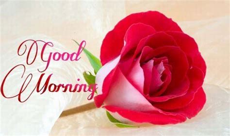 Good Morning With Pink Rose ! - Good Morning Wishes & Images