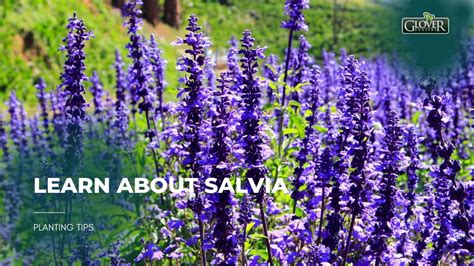 Discovering the Versatile Beauty of Salvia Plants